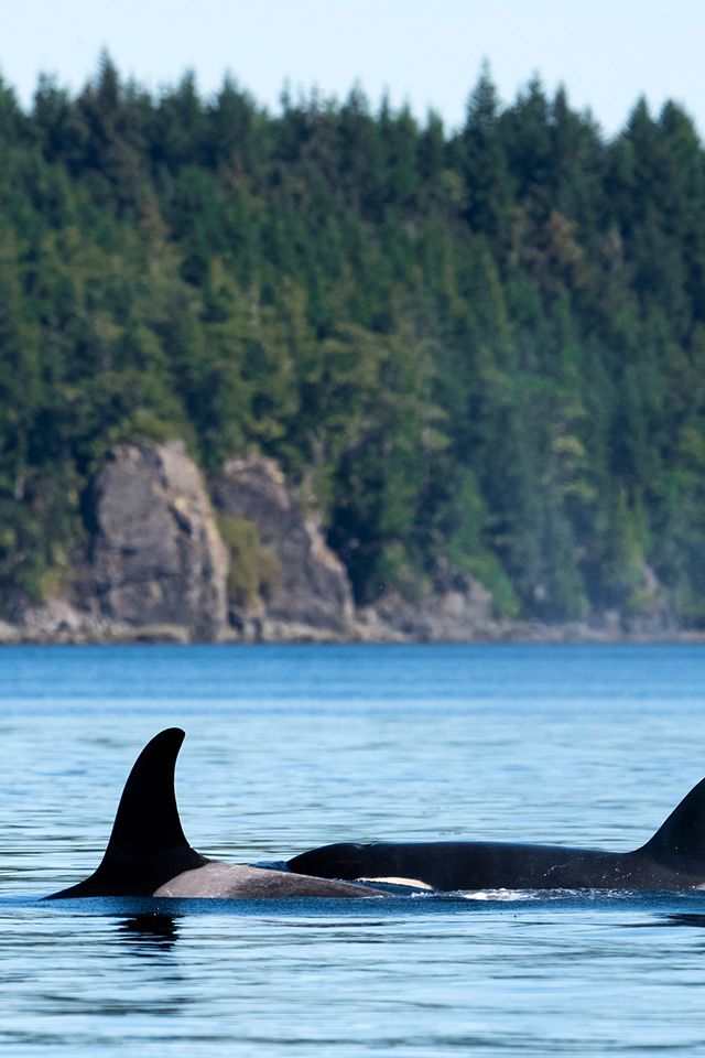Two orca whales playing in the ocean near Comox, BC
